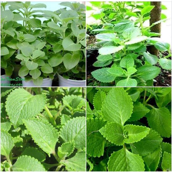 Hạt giống rau húng chanh,húng bạc hà-gói 0,1 gram/tặng kèm gói phân bón lót