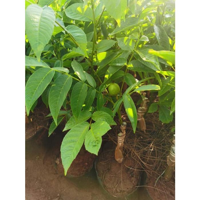 Giống cây óc chó nếp - cây giống nhỏ