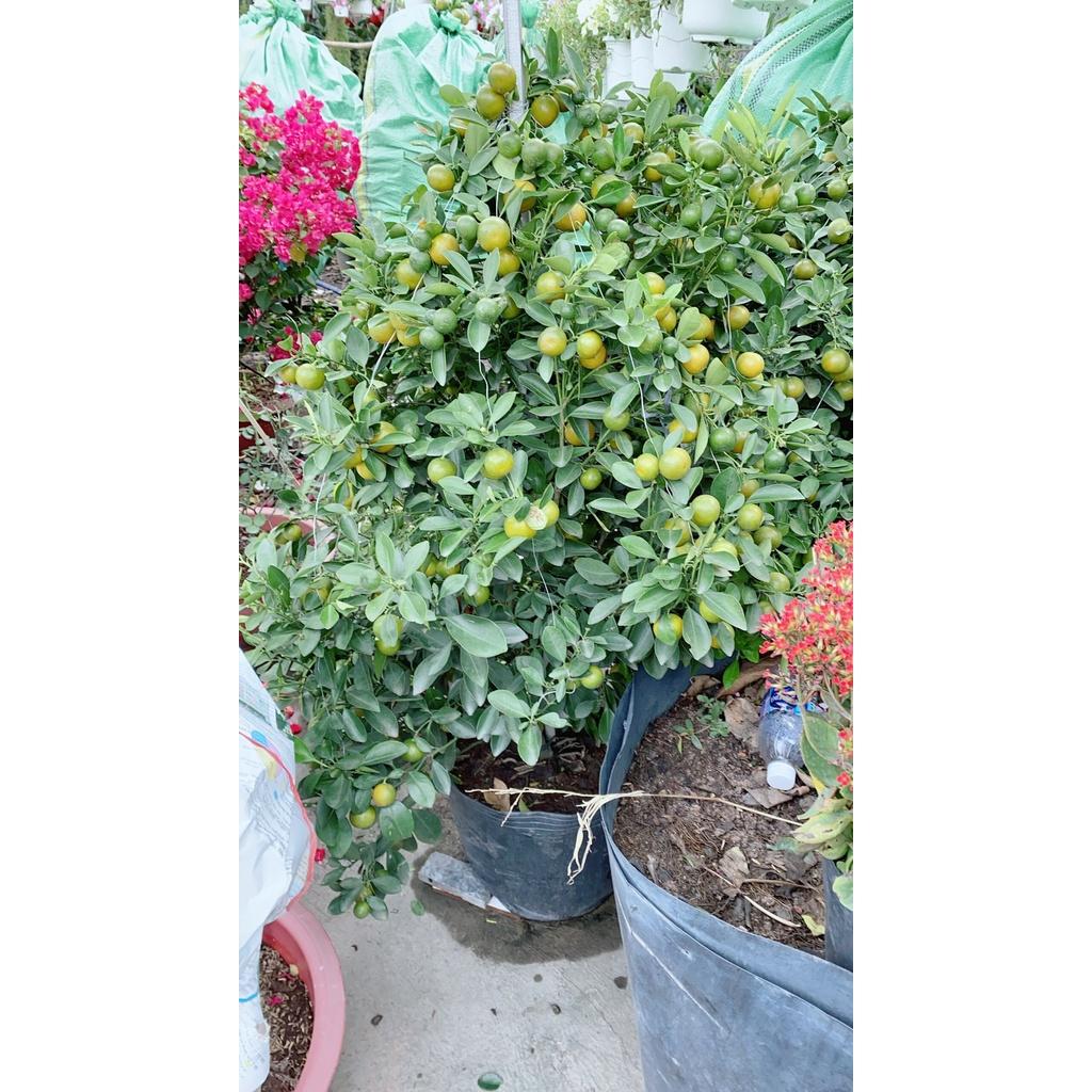 Cây Quất Cao 1m4-1m6