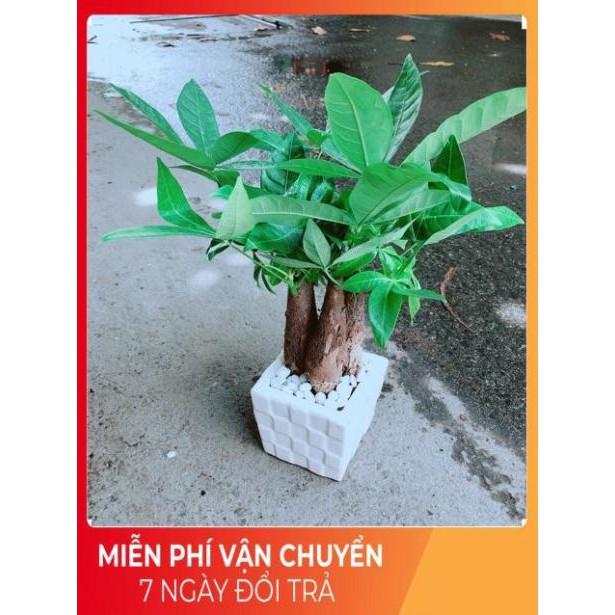 Chậu Kim Ngân 3 Thân