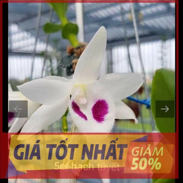 Hoa phong lan - 5 cánh trắng bạch tuyết cam kết chất lượng UY TÍN CHẤT LƯỢNG