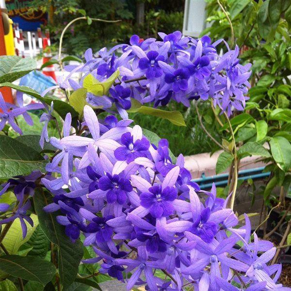 Hoa mai xanh – Hoa của đam mê sắc nắng