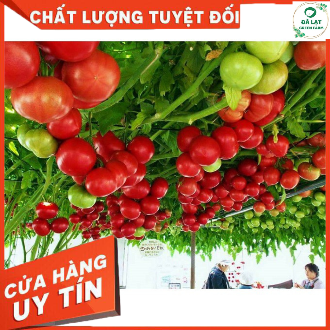 Cà Chua Bạch Tuộc ( Cà chua leo giàn) 10 hạt