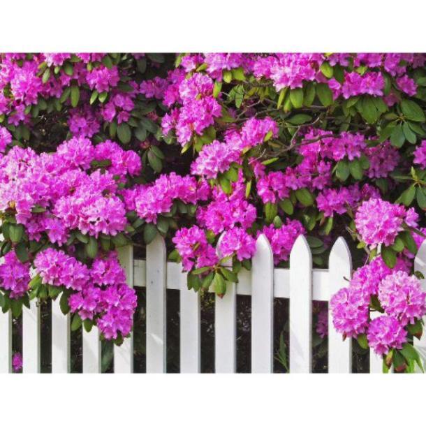 Sản phẩm Gốc đỗ quyên sẵn bầu đủ màu