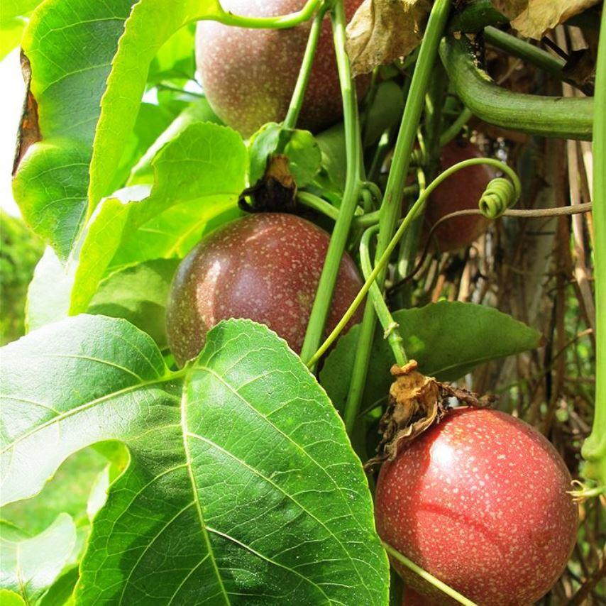 Gói hạt giống chanh dây tím siêu trái dể trồng-1 gói 10 hạt