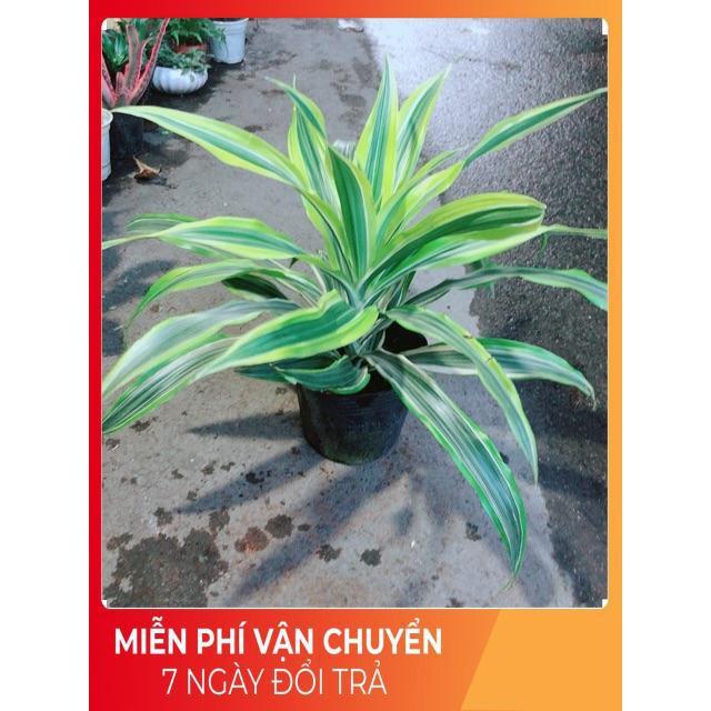 Cây Phát Tài