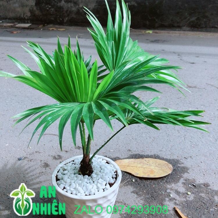 Chậu Cây Cọ Kiểng