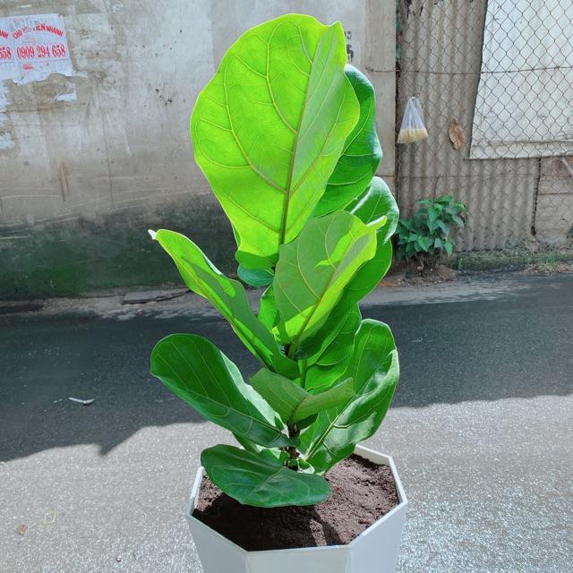 Chậu Bàng Singapore cao 90cm