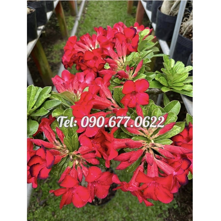 Hạt giống hoa sứ đỏ Taiwan nhiều hoa - Bịch 10 hạt – Mã số 2086
