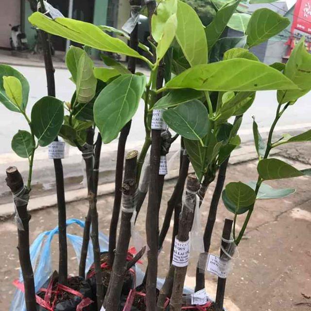 Mít Malaysia Siêu Dài tặng 2 cây chè xanh