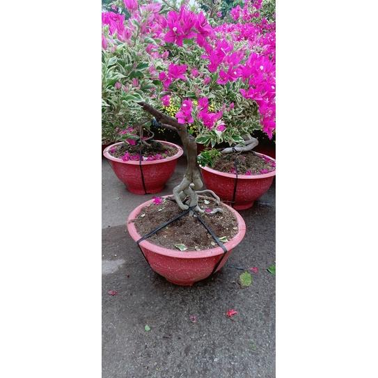 Hoa Giấy Cẩm Thạch