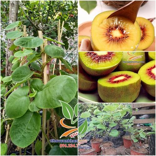 CÂY GIỐNG KIWI CHỊU NHIỆT RUỘT ĐỎ(CÂY KIWI ĐỎ) QUẢ SỚM - CGKWRV - CGKWRDQS