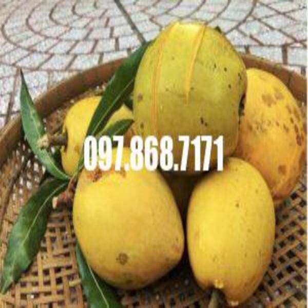 Cây Trứng Gà