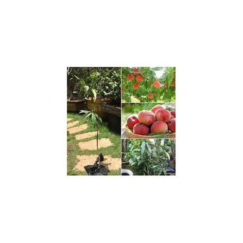 CÂY GIỐNG ĐÀO BÁT TIÊN SIÊU QUẢ SIÊU NĂNG SUẤT- CAM KÊT GIỐNG CHUẨN F1 - CGDBTSQSNF1