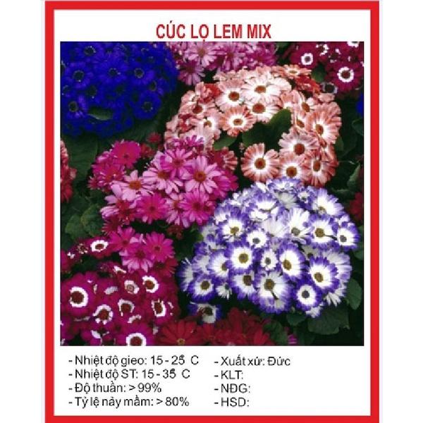 Combo 3 gói hạt giống hoa cúc lọ lem mix màu-gói 50 hạt/tặng kèm gói phân bón lót
