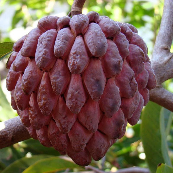 Giống Cây Na Tím