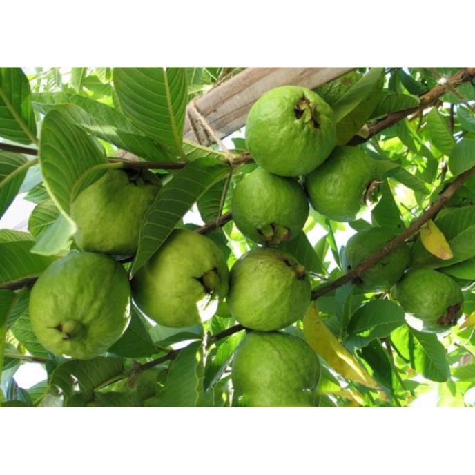 CÂY GIỐNG ỔI TỨ QUÝ SIÊU NGON SIÊU QUẢ- CAM KÊT GIỐNG CHUẨN F1