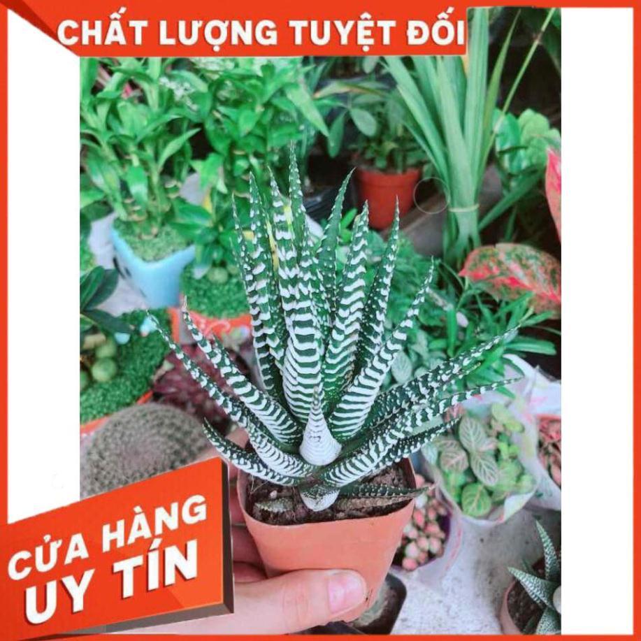 Chậu Móng Rồng Nhiều Người Mua