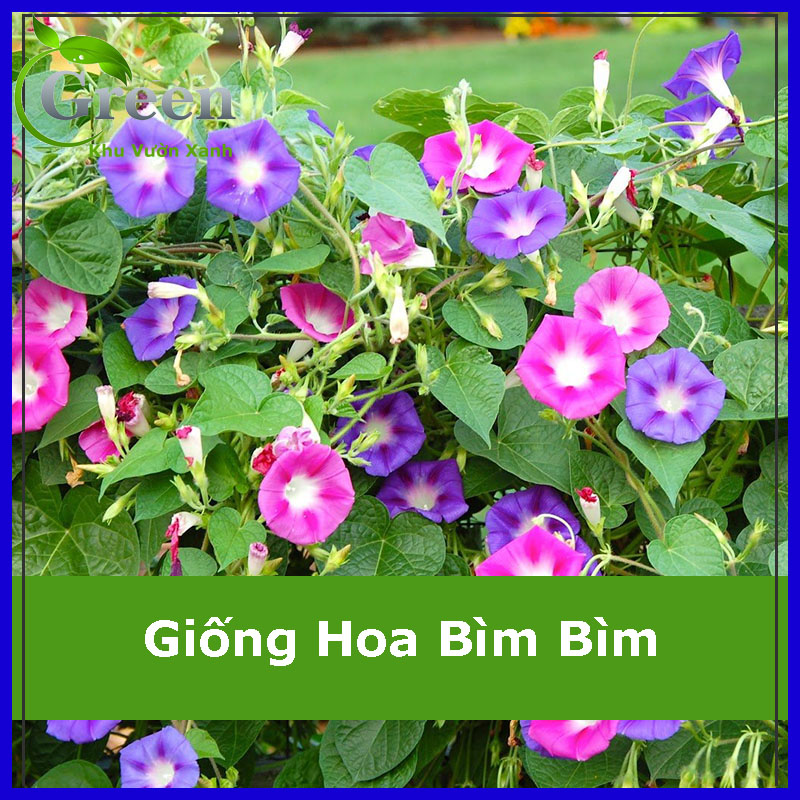 Hạt Giống Hoa Dây Leo Bìm Bìm Nhiều Màu Mix