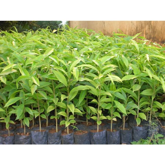 CÂY giống TRẦM HƯƠNG BẦU TO .