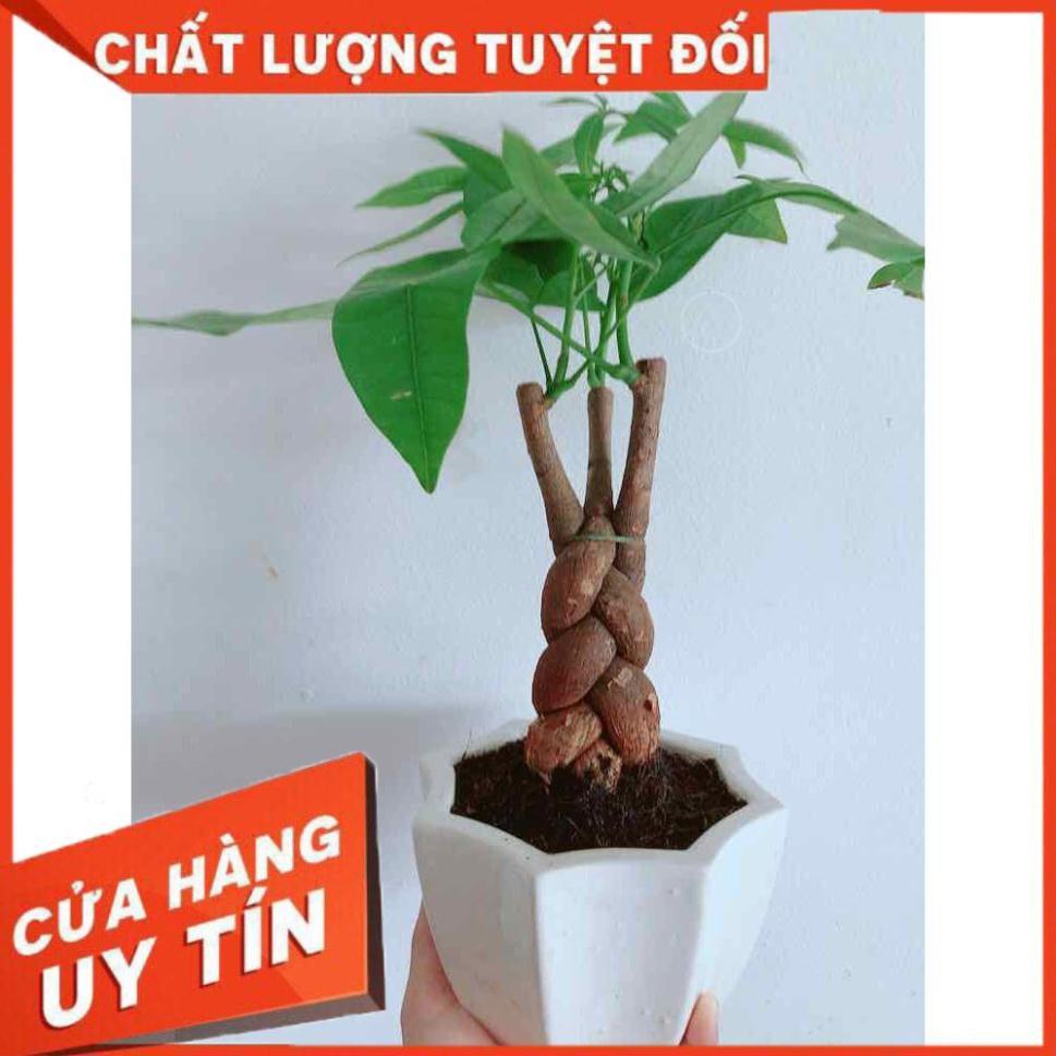 Chậu kim ngân Nhiều Người Mua