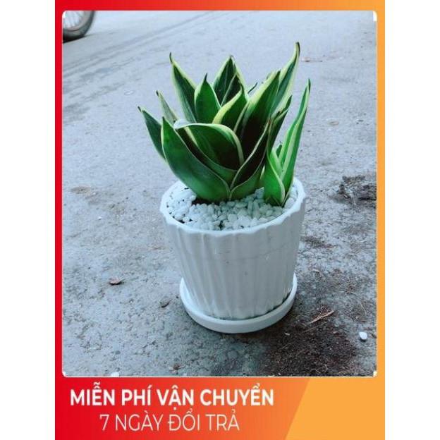 Chậu Lưỡi Hổ Thái