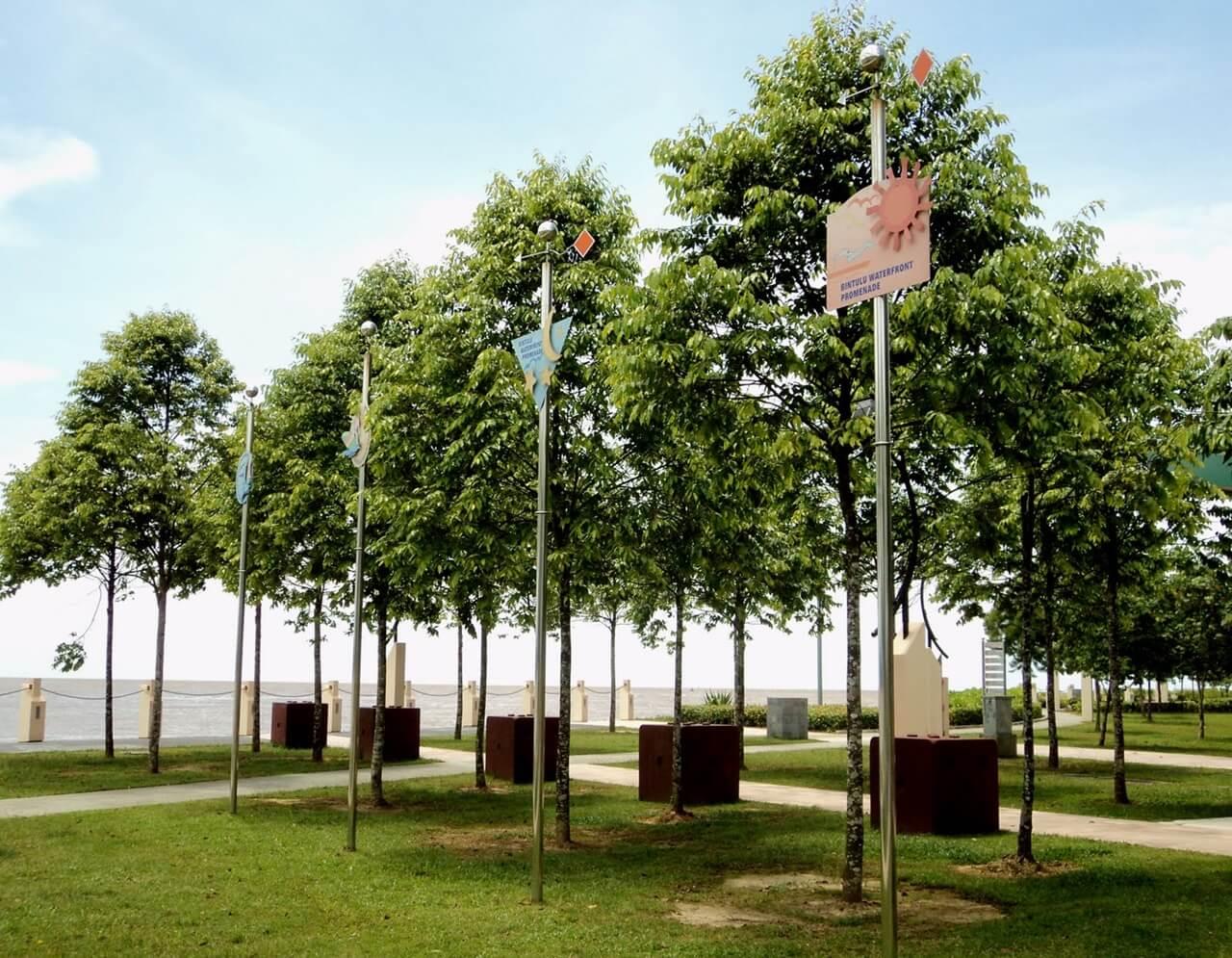 Cây giống Sao Đen thuần chủng