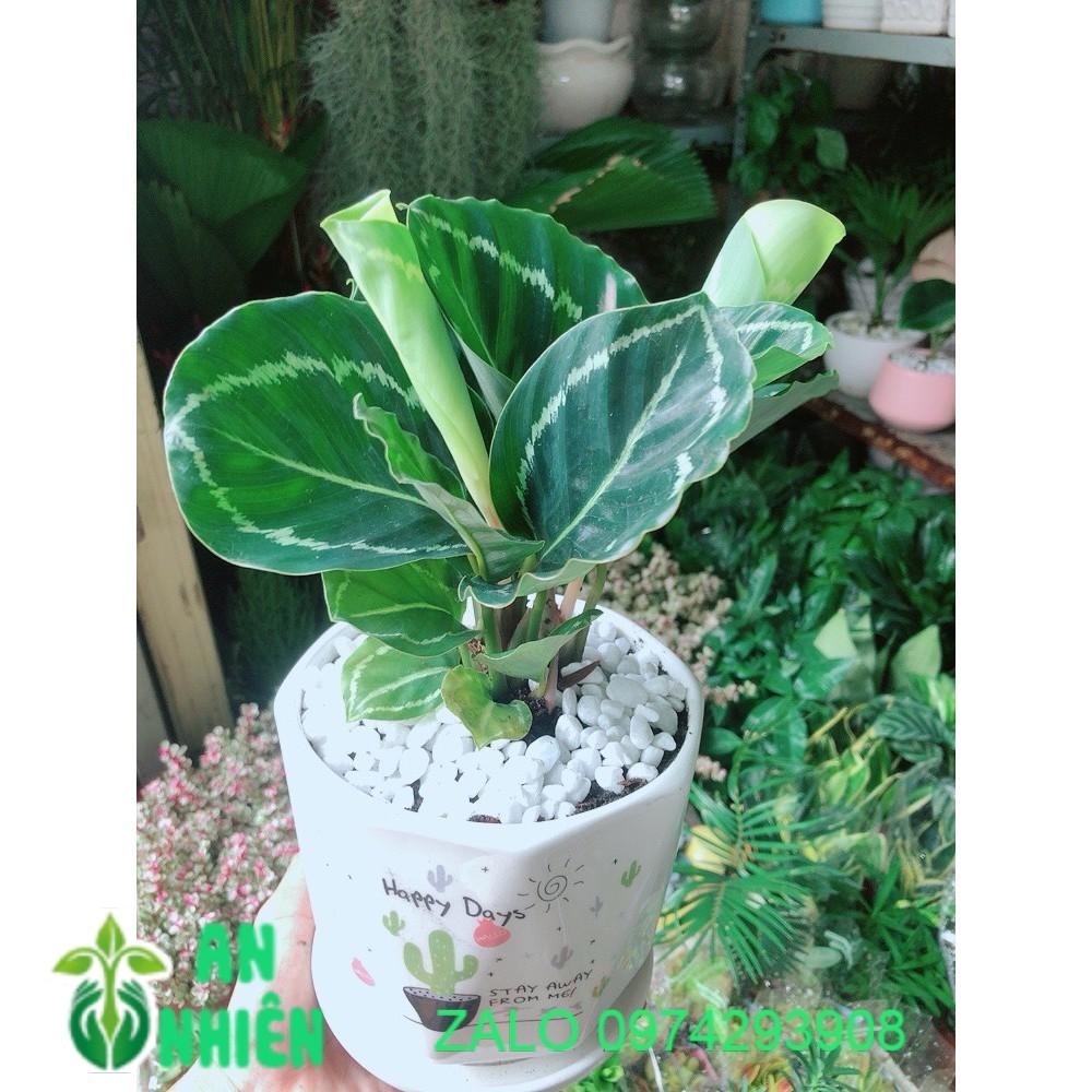 Chậu Đuôi Công Xanh