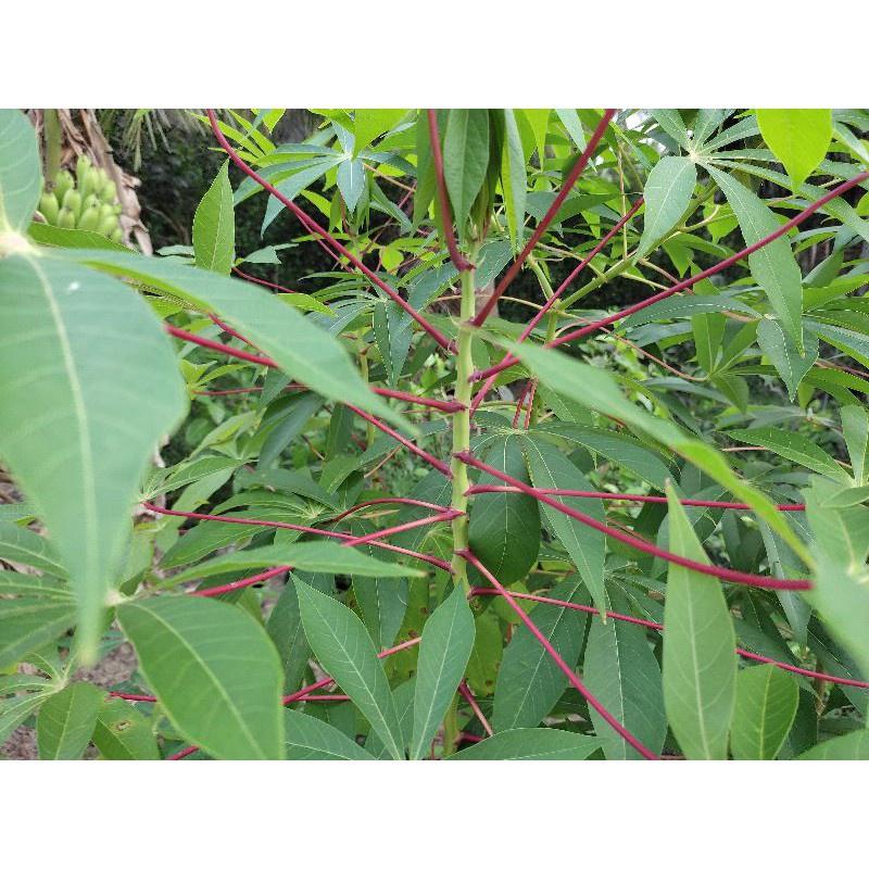 4 kg LÁ CÂY KHOAI MÌ TƯƠI, SẠCH AN TOÀN. .