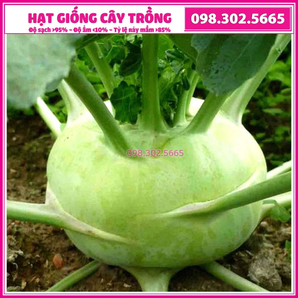 Hạt giống củ xu hào OP cao sản, ưa mát, kháng sâu bệnh, dễ trồng dễ chăm sóc - Gói 5g