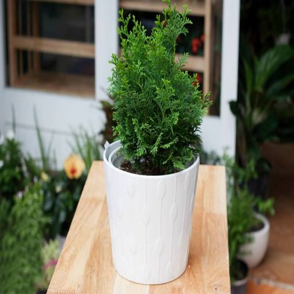 Chậu Cây Trắc Bách Diệp