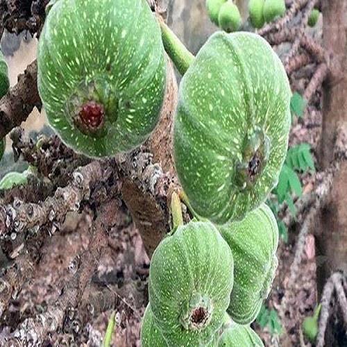 Cây vả mật giống chuẩn - cây giống