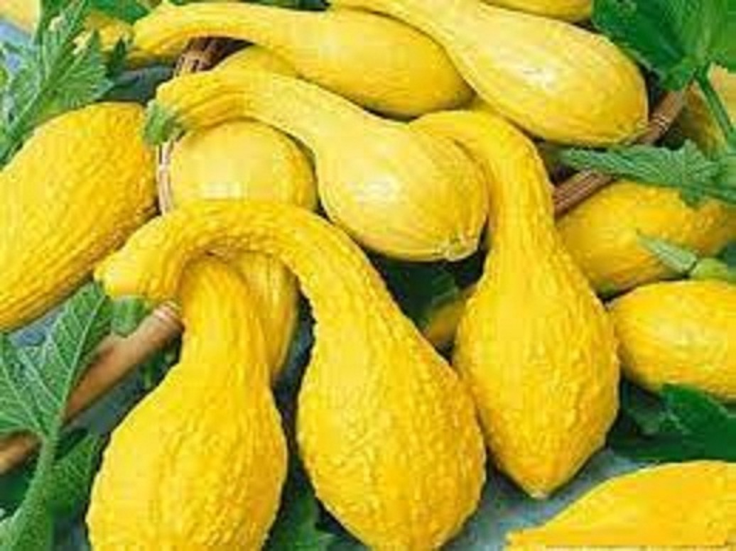 Hạt giống bí thiên nga vàng dể trồng f1-gói 5 hạt-tặng kèm gói phân bón lót