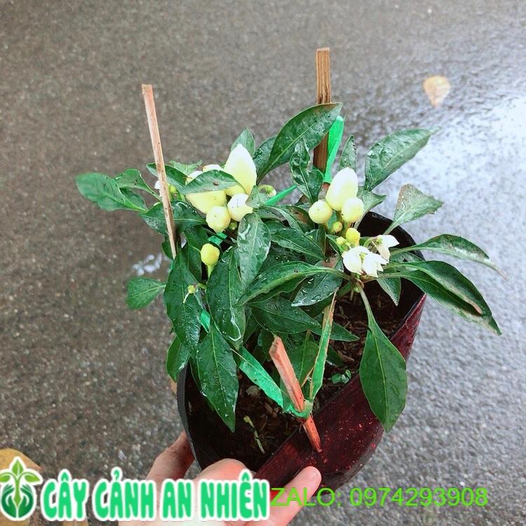 Bụi Ớt Vàng