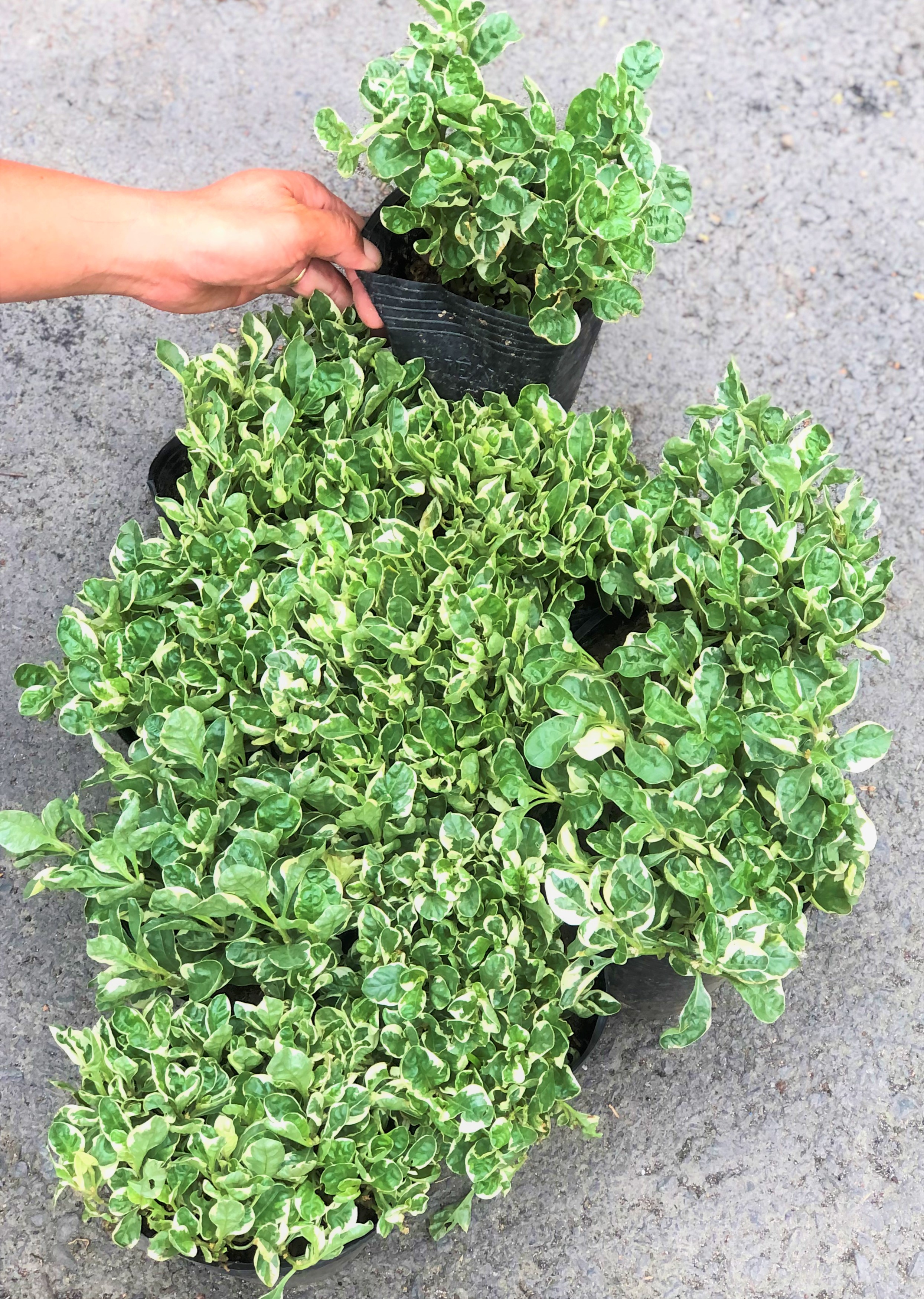 Bộ 10 chậu cây Cẩm Thạch trồng công trình