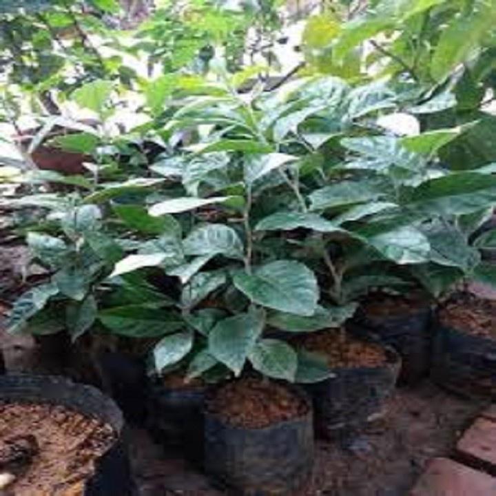 CÂY GIỐNG NHÓT NGỌT SIÊU QUẢ