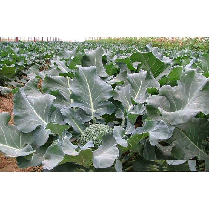 Phân Siêu Dưỡng Đạm Magie tăng xanh dày lá, bóng sáng lá, dưỡng Rau Ăn Lá, Măng Tây, rau thơm gói 100g