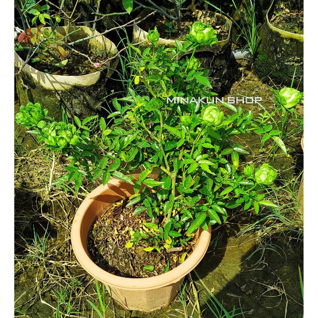 Cây hoa hồng xanh Jane Green nhiều hoa bầu đất khỏe mạnh