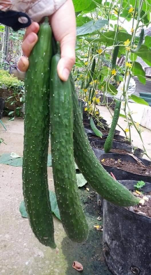 04 Gói Hạt Giống Dưa Chuột Trái Dài - Dưa Chuột Nhật