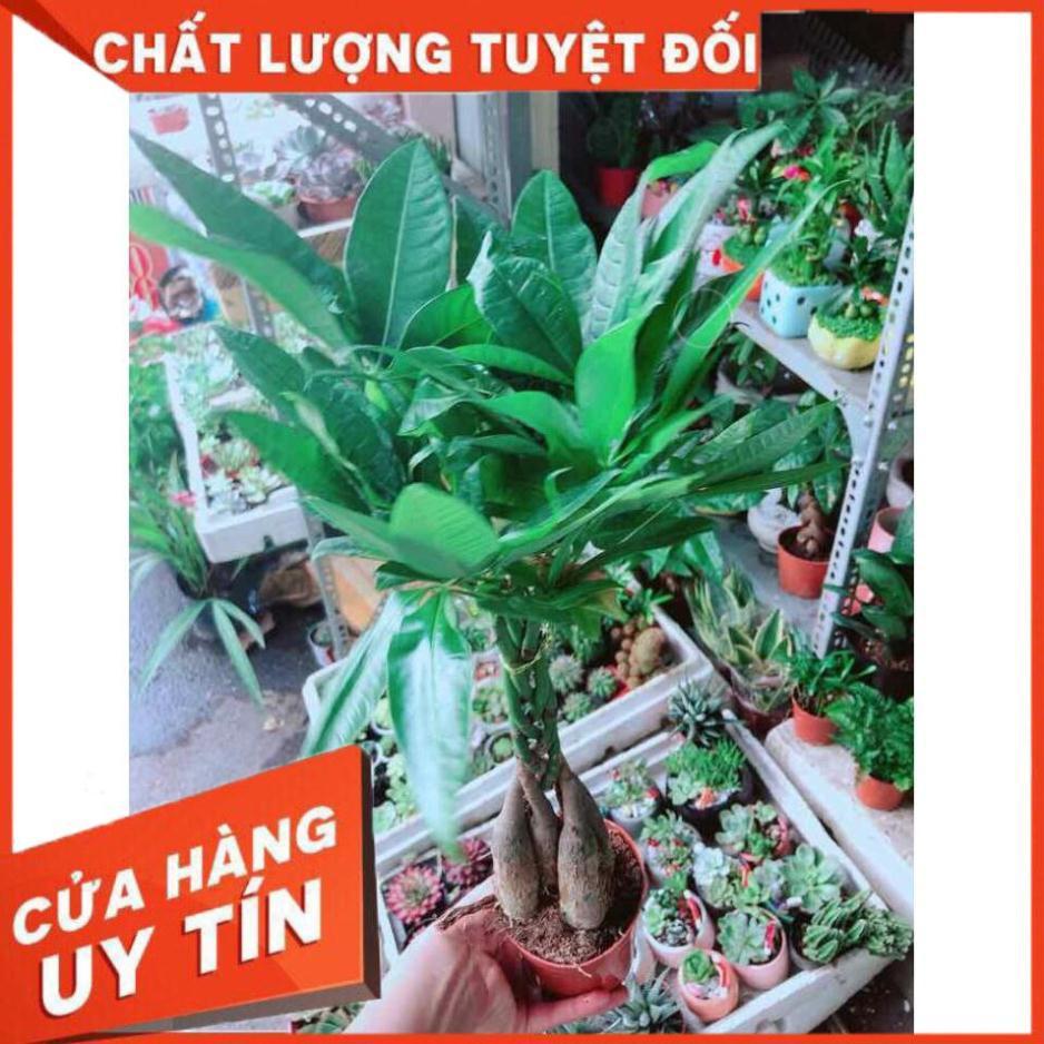 Kim Ngân 5 Thân Nhiều Người Mua