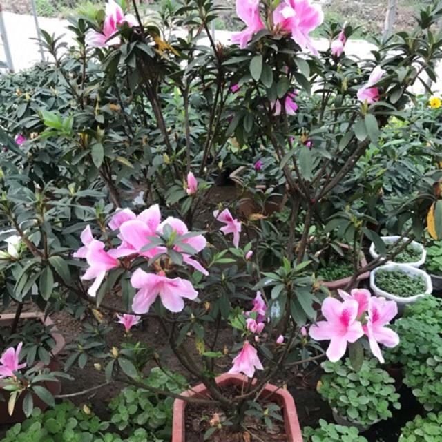 Cây giống hoa đỗ quyên lá to - cây to