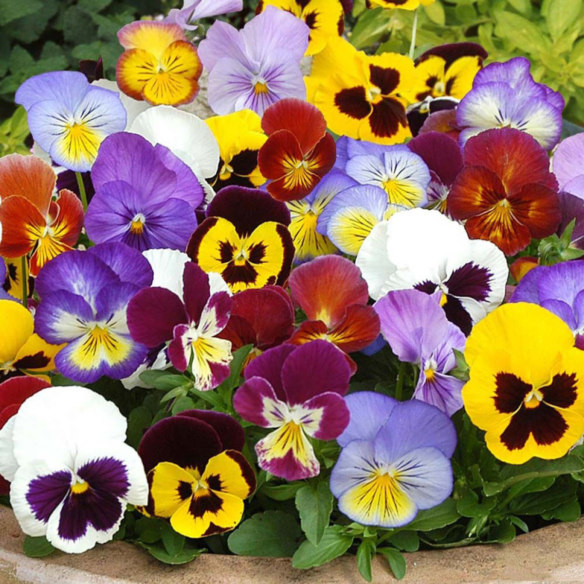 Hạt giống Hoa Bướm đa sắc - hoa Păng xê Mix - hoa Pansy nhiều màu VTP92