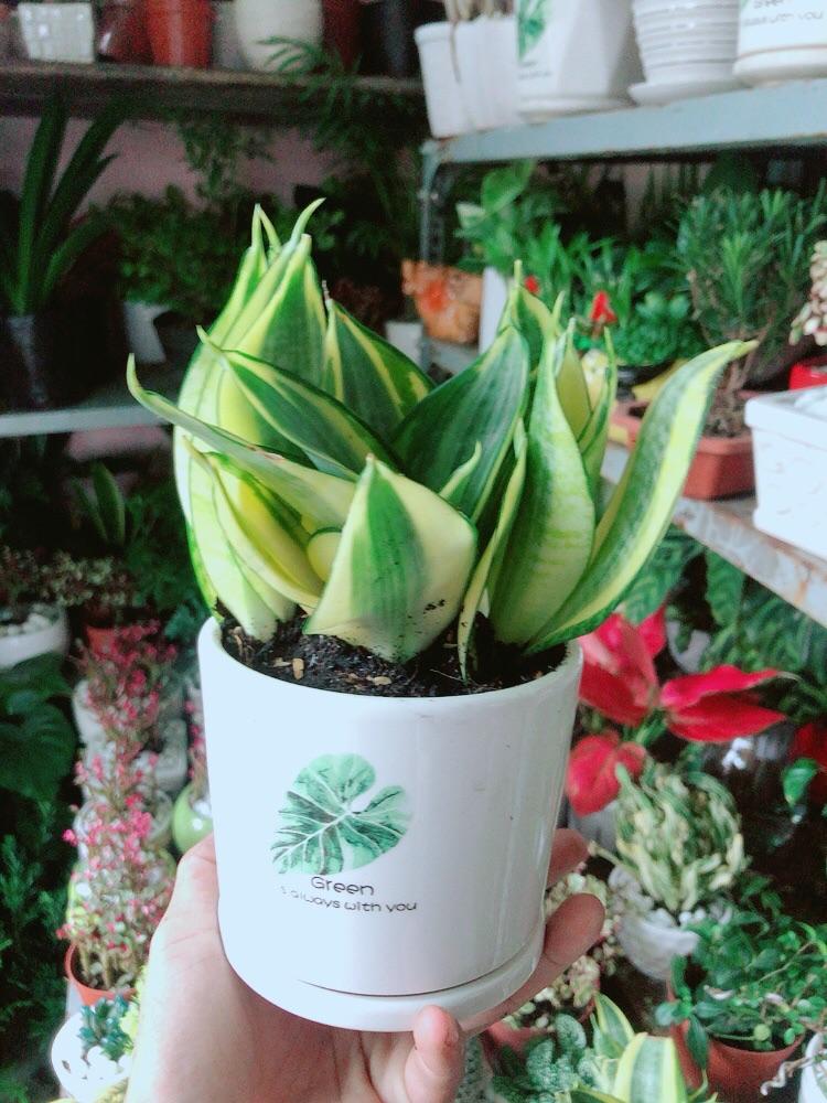 Chậu Cây Lưỡi Hổ Thái Vàng