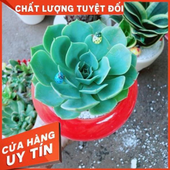 Chậu sen đá xanh đất