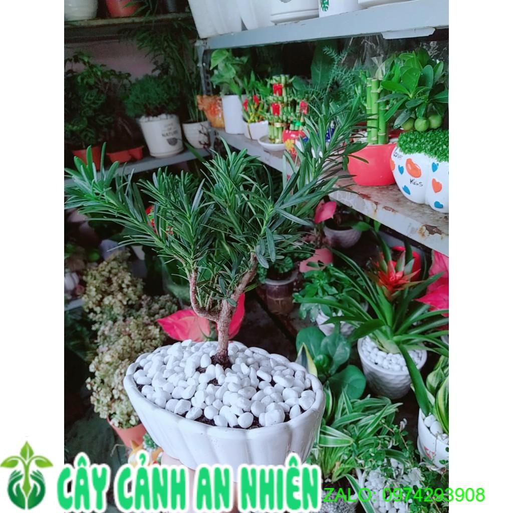 Chậu Tùng Vạn Niên Bonsai