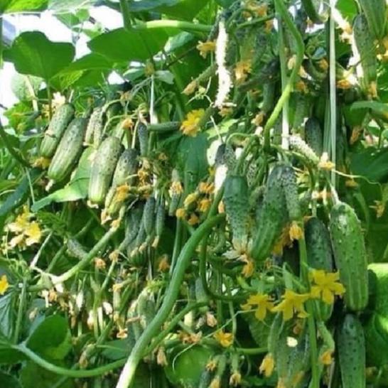 Combo 2 gói Hạt giống dưa leo baby chùm siêu quả-gói 10 hạt/tặng kèm gói phân bón lót