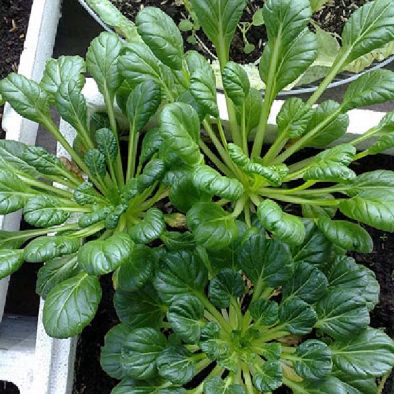 Hạt giống Cải Hoa Hồng Tatsoi