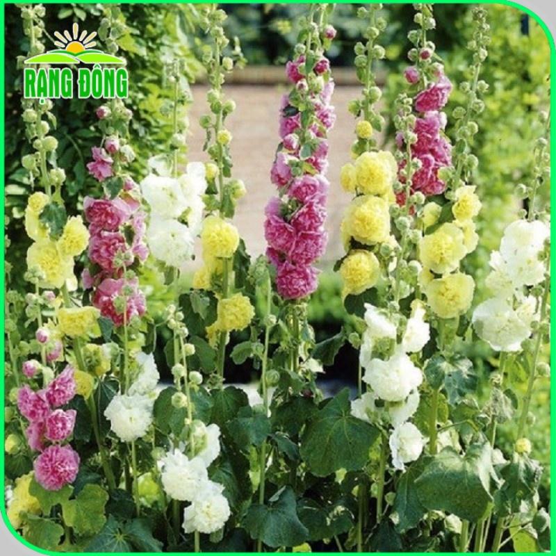 Hạt giống Hoa Mãn Đình Hồng Kép Nhiều Màu Rd 820 (0,1g~20 hạt) nảy mầm tốt, trồng quanh năm - Hạt giống Rạng Đông
