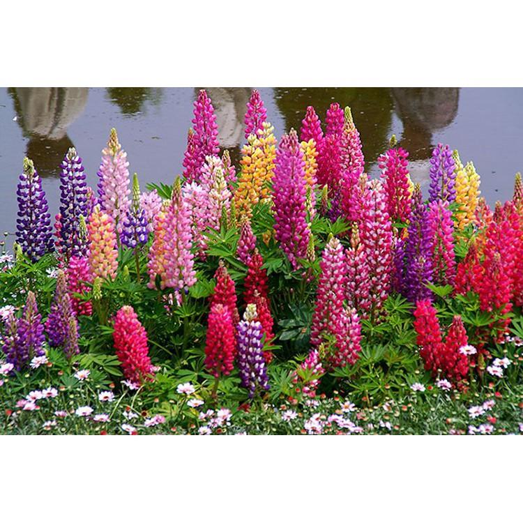 Hạt giống hoa ĐẬU LUPIN nhiều màu dễ trồng
