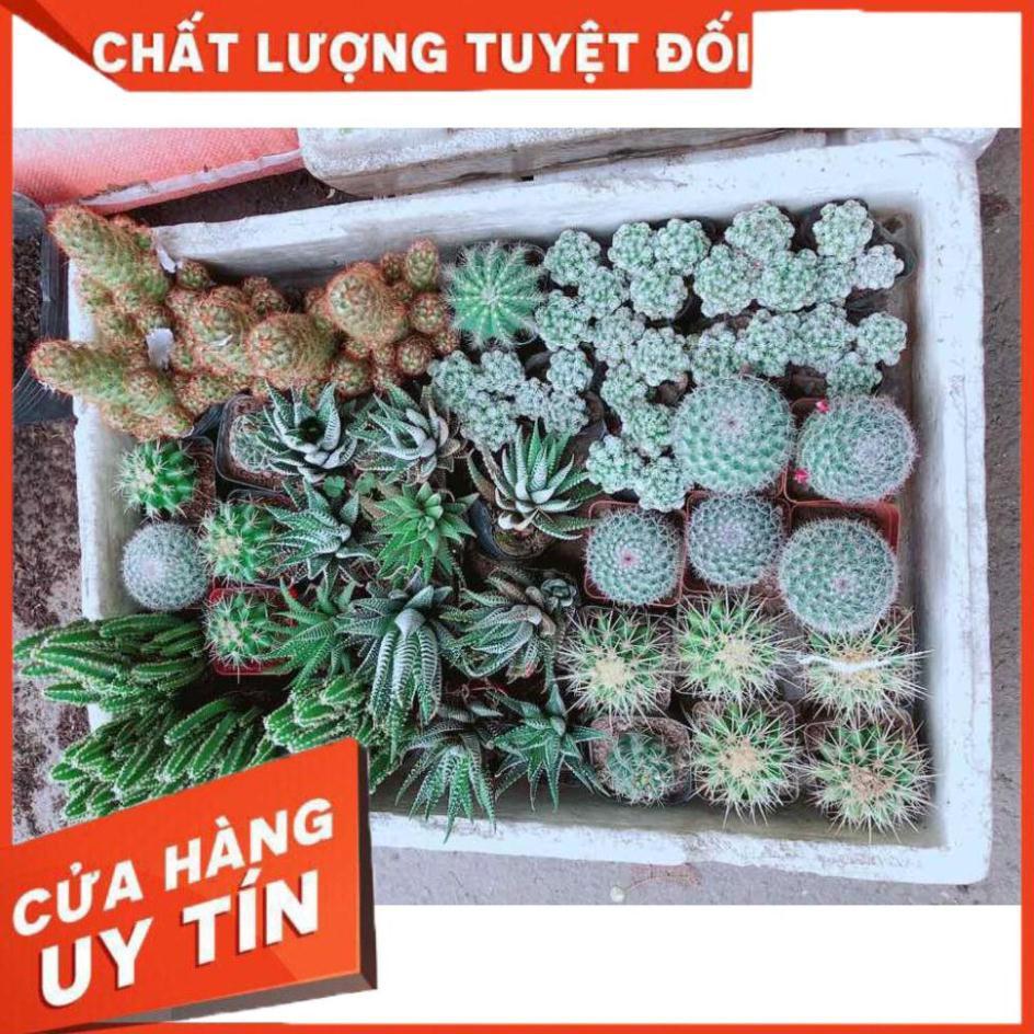 Chậu móng rồng Nhiều Người Mua